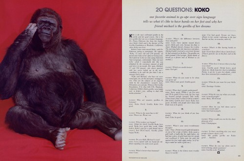20 Questions: Koko